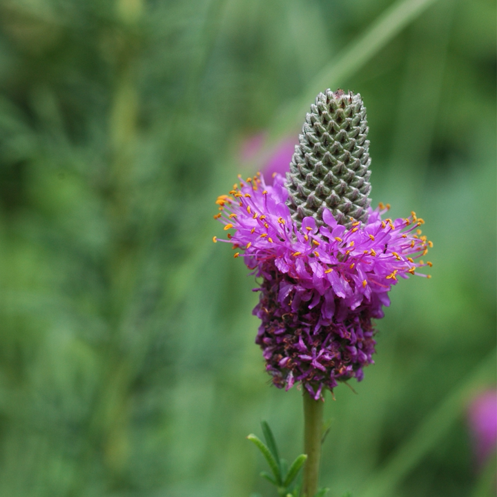 Dalea Purpurea Flower Seeds for Planting – Pollinator-Friendly Purple Prairie Blooms