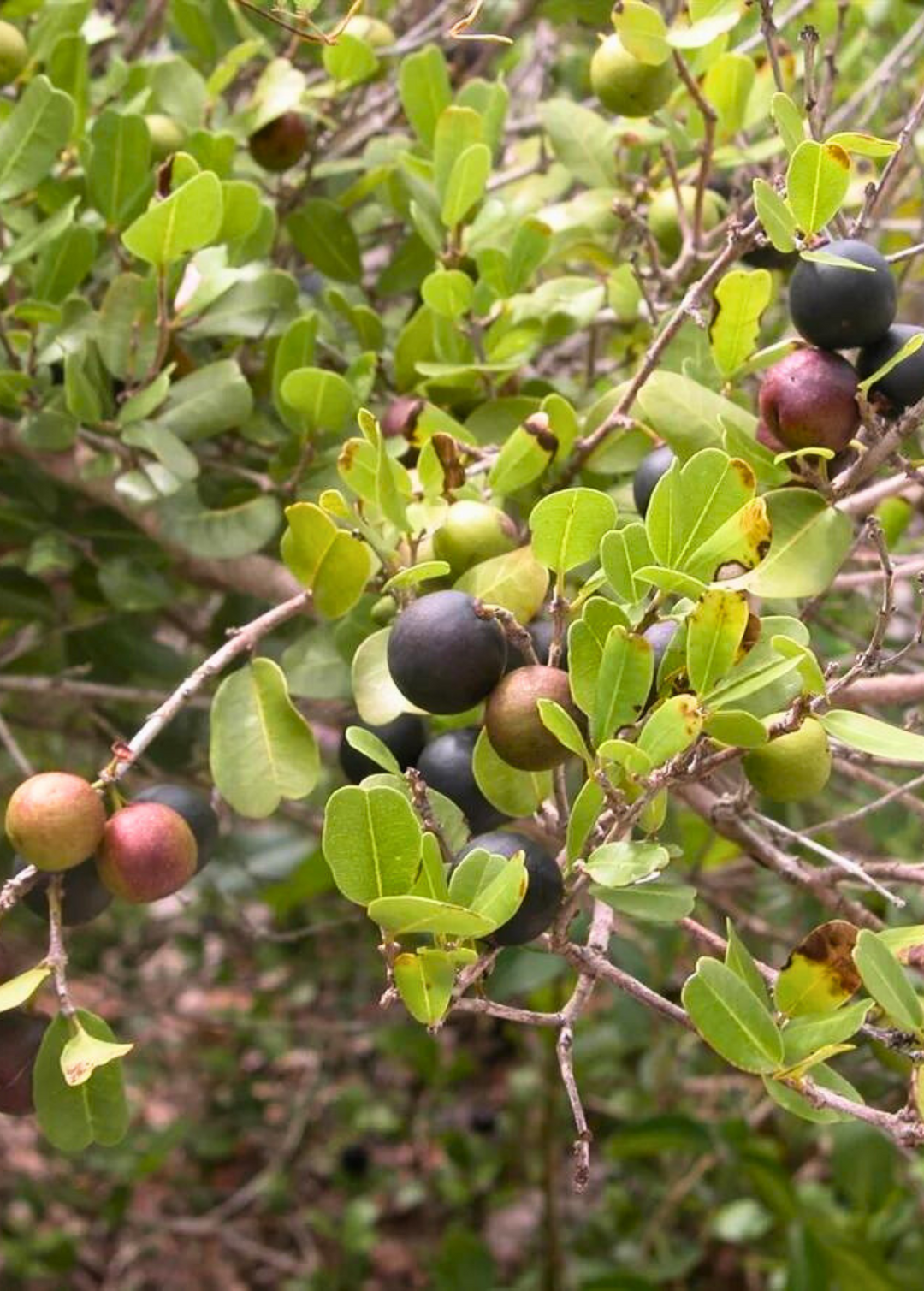 Darling Plum (Prunus domestica)