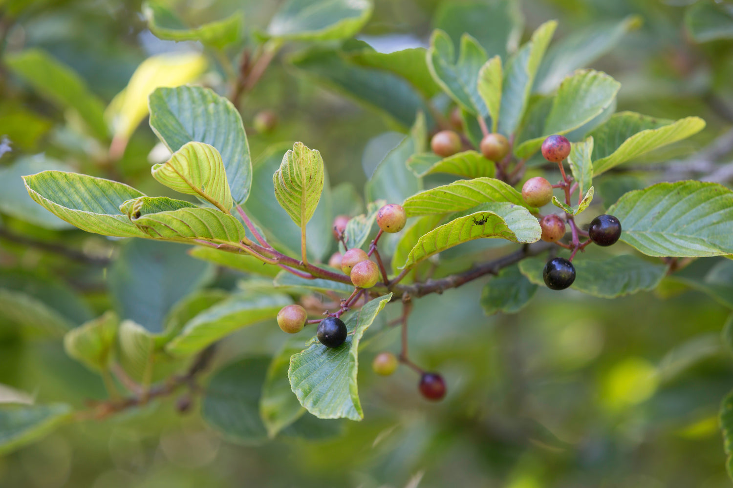 Cascara Seeds (Rhamnus purshiana)