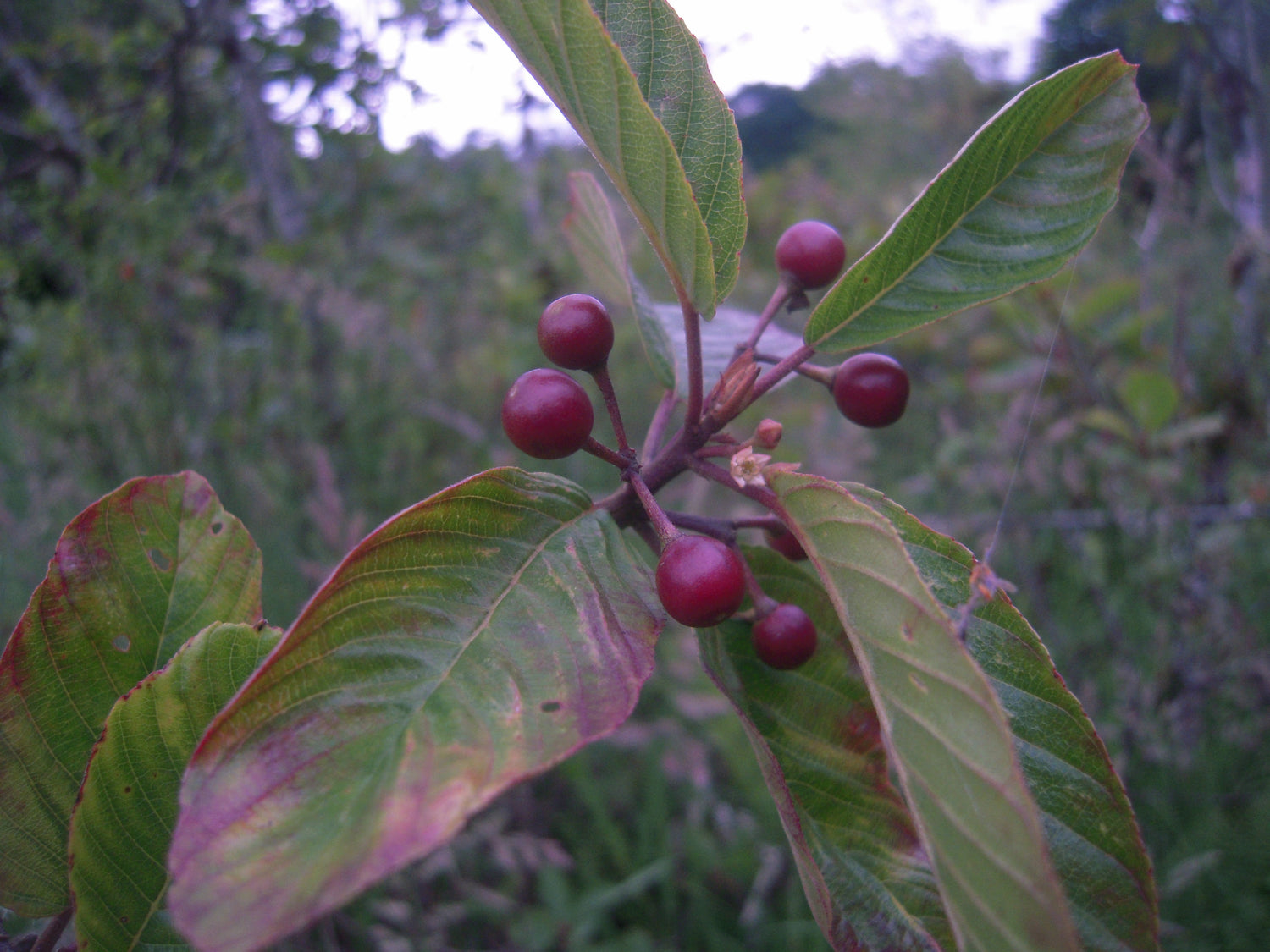 Cascara Seeds (Rhamnus purshiana)