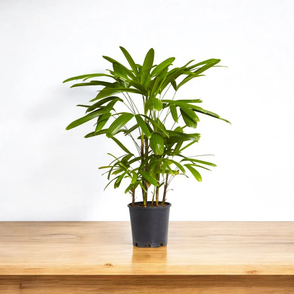 Green Rhapis Palm Plant Seeds for Indoor and Tropical Gardens – Fresh Herb for Your Garden