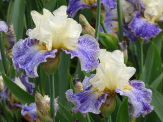 Rhizome Cowboy - Free bonus with $50 Bearded Iris Purchase Tall Bearded Iris