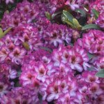 Pink Rhododendron Hans Flower Seeds for Planting - NON GMO Seeds for planting in home garden