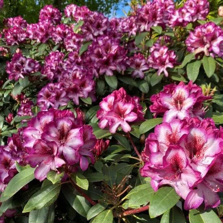 Pink Rhododendron Hans Flower Seeds for Planting - NON GMO Seeds Dhara Seeds