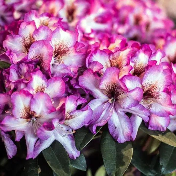 Pink Rhododendron Hans Flower Seeds for Planting - NON GMO Seeds Dhara Seeds