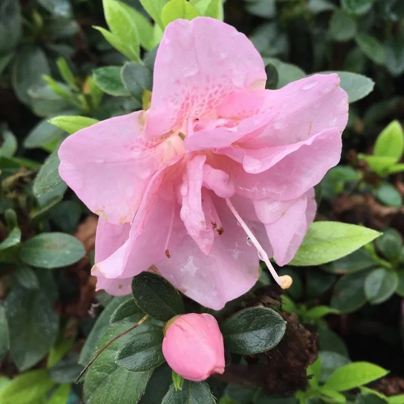 Rhododendron Double Pink Azalea