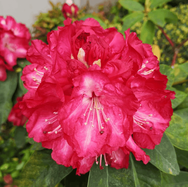 Rhododendron Rose Flower Seeds for Planting