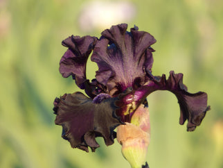 Rhumba Man Tall Bearded Iris