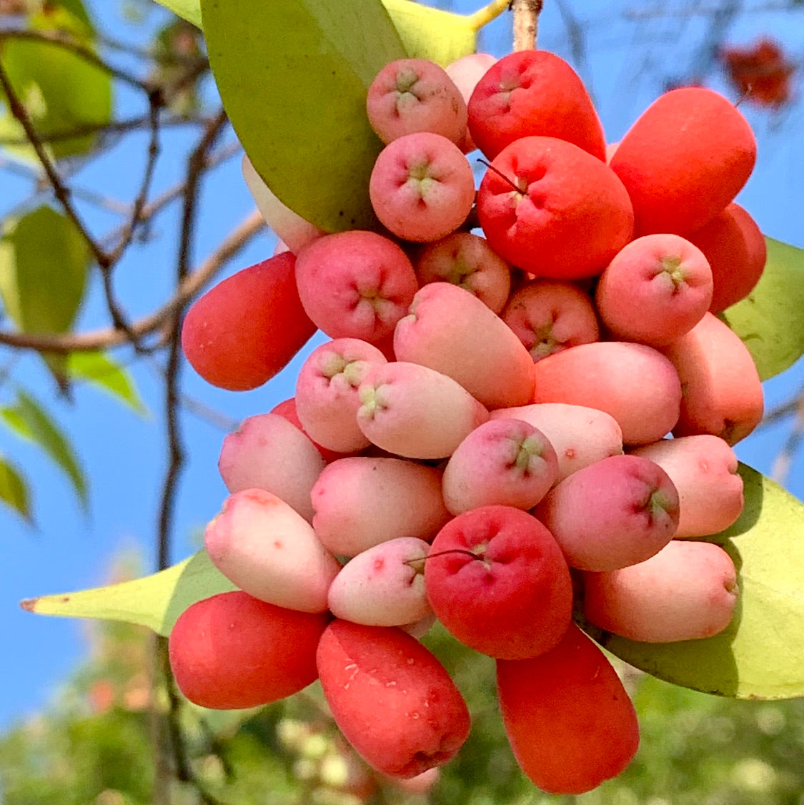 Riberry – Tangy and Vibrant Native Berry