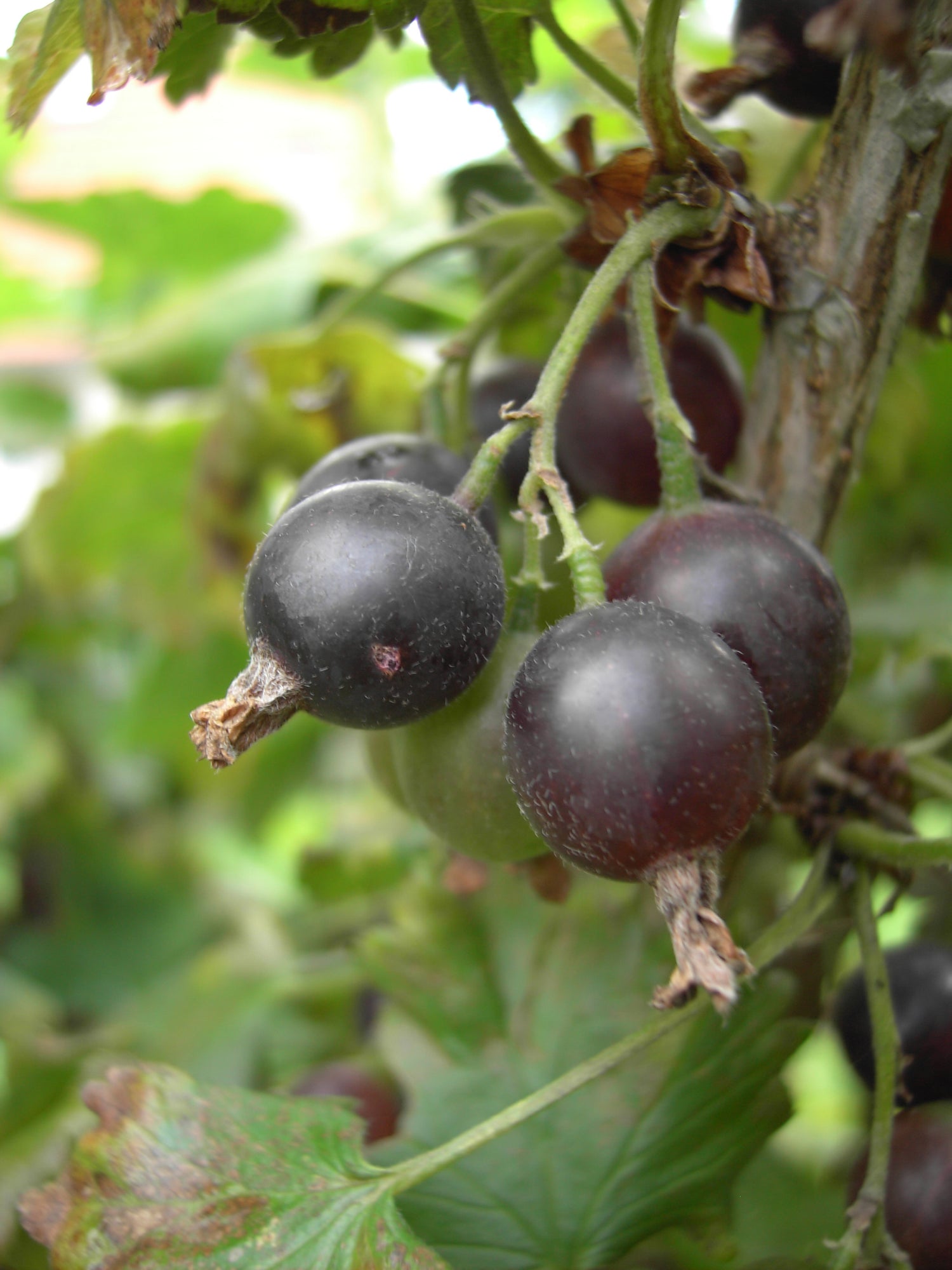 Jostaberry (Ribes × nidigrolaria)