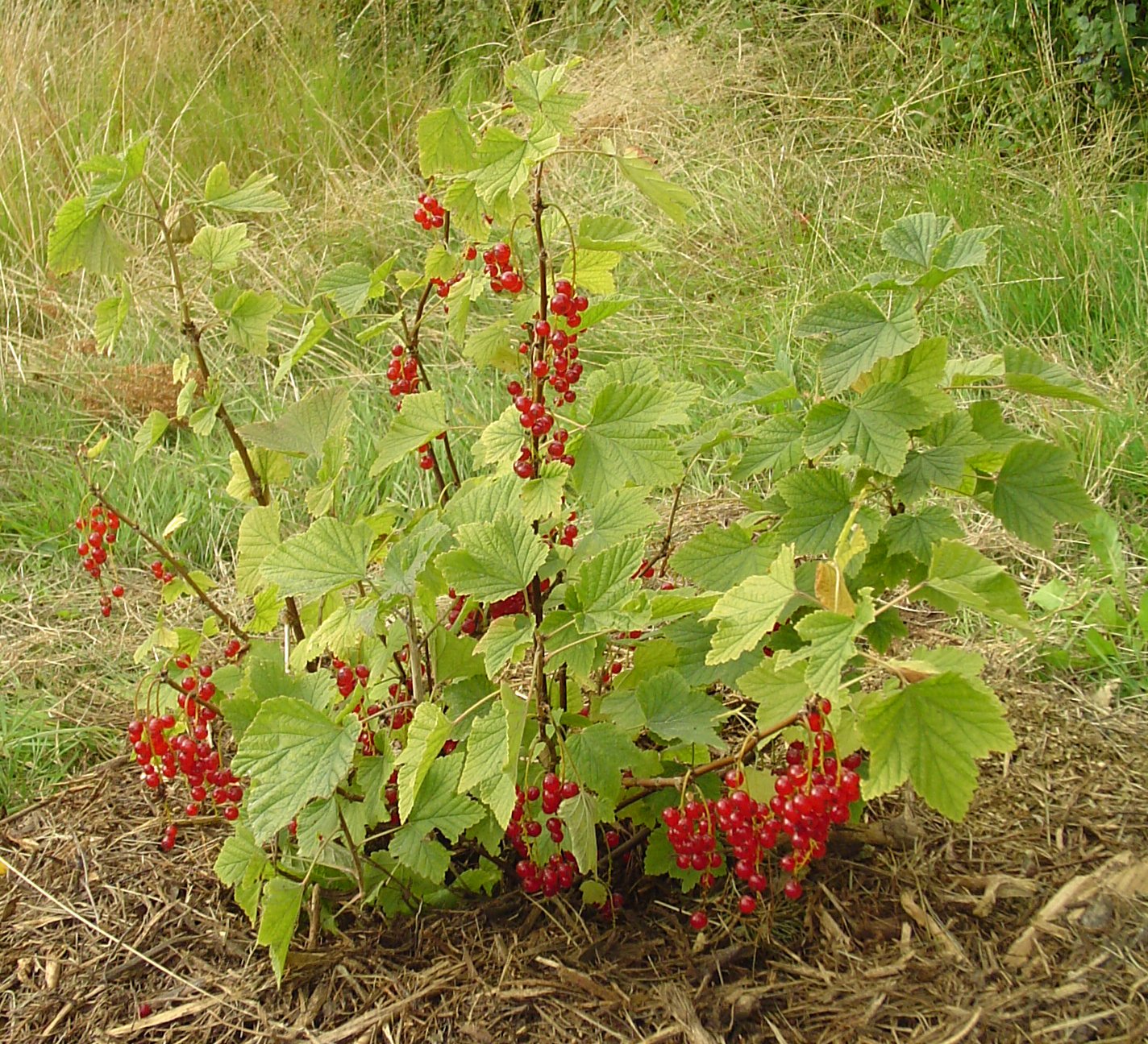 Redcurrant – Tangy & Refreshing Berry Delight