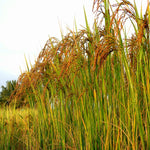 Red Rice Seeds packet - high-nutrition grain seeds for home planting.