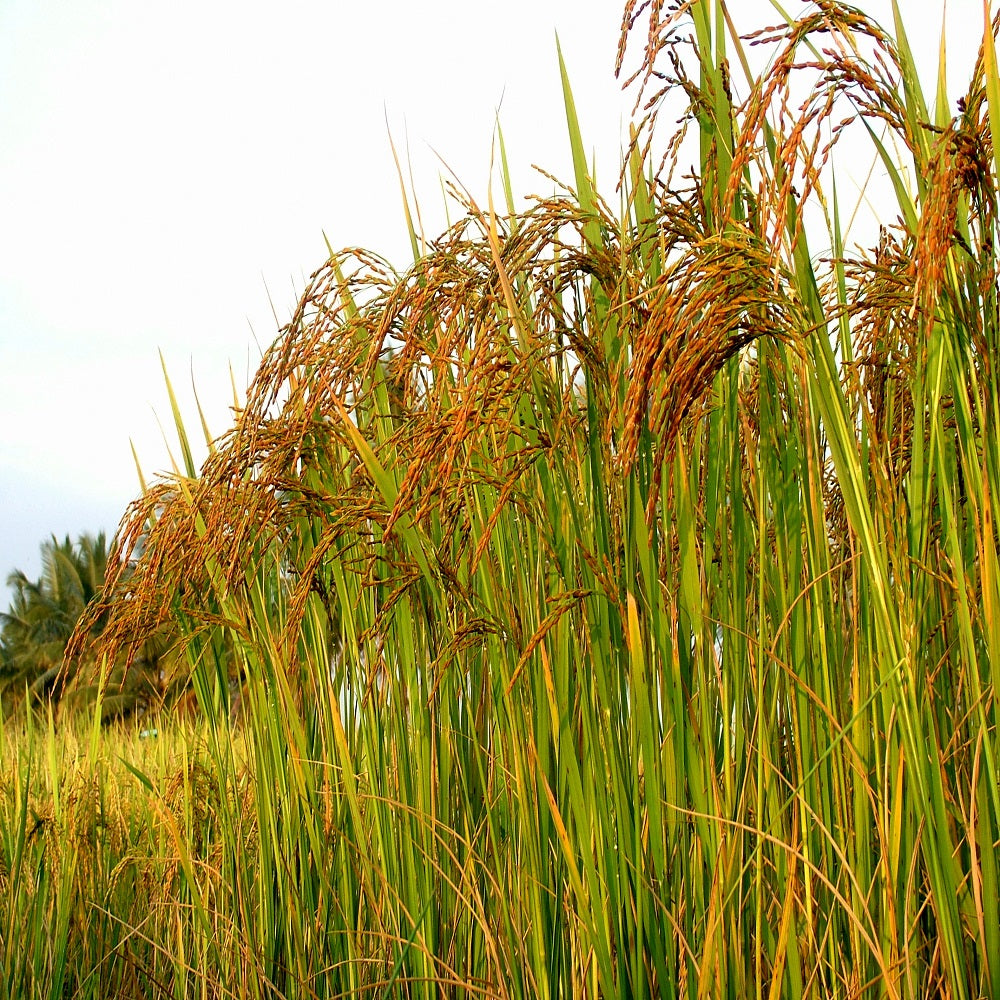 Red Rice Seeds packet - high-nutrition grain seeds for home planting.