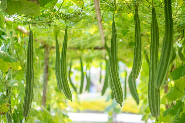 Ridge gourd-Rishi