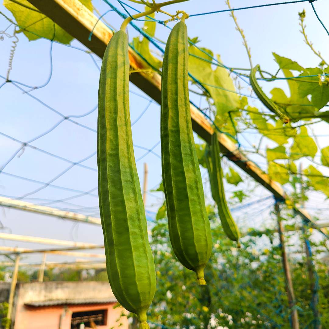 Luffa Angled Vegetable Seeds for Planting