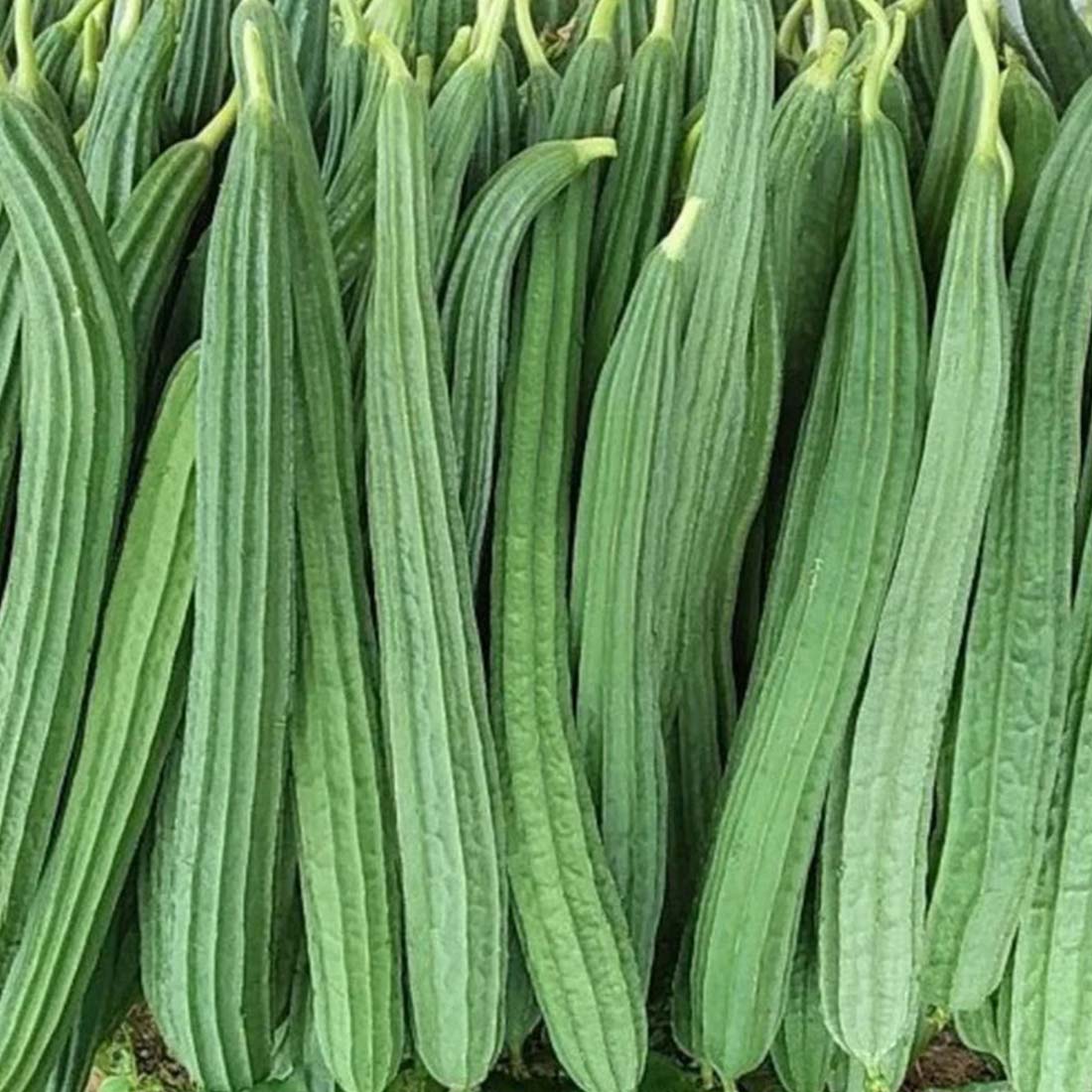 Ridge Gourd Vegetable Seeds for Planting, heirloom & Non-GMO Seeds