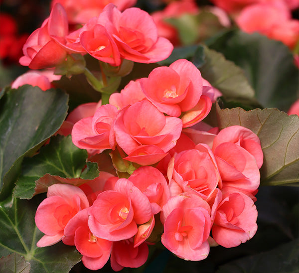 Rose Rieger Begonia Flowering Seeds For Planting In Pots