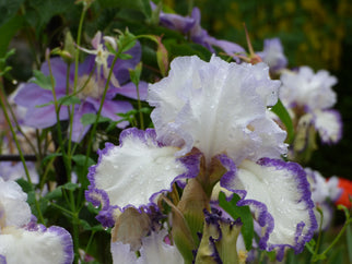 Rings True Tall Bearded Iris