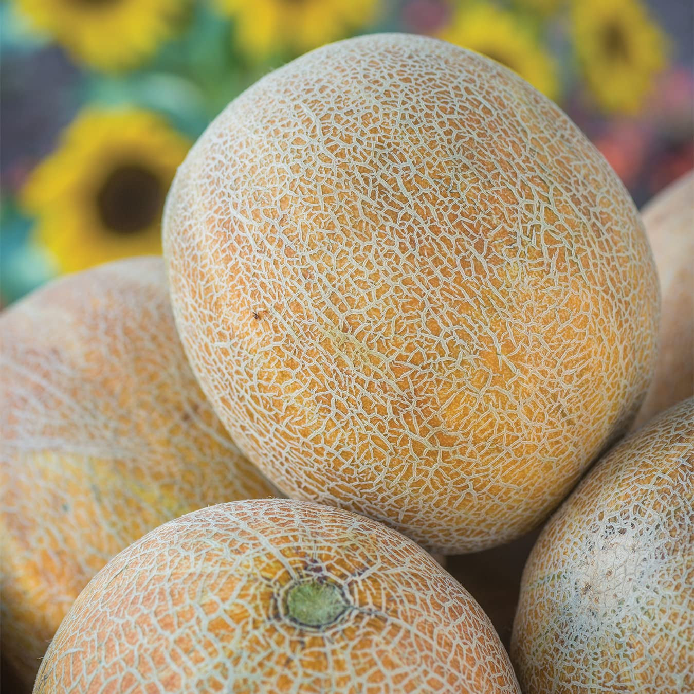 Ripe, netted Ambrosia Cantaloupe on the vine ready to harvest