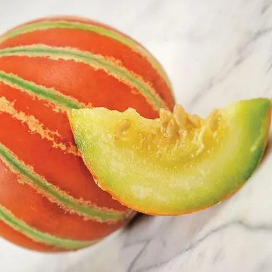 Close-up of ripe, unique striped Kajari melon fruit on the vine