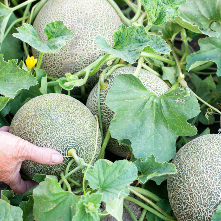 Ripe, netted Muskmelon fruit on the vine ready for summer yield