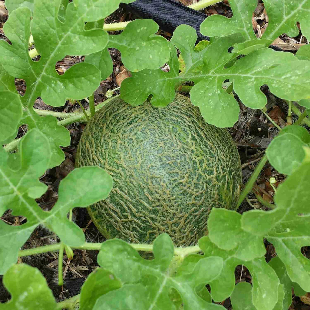 Ripe, netted sweet muskmelon on the vine ready for harvest