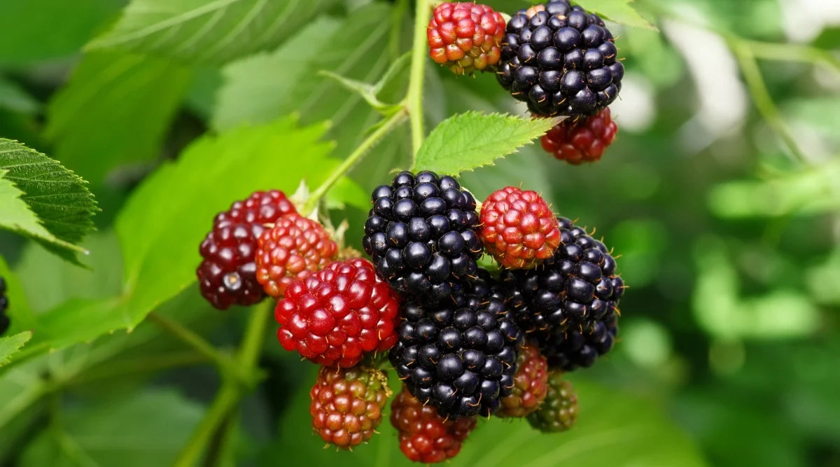 Tahi Black Raspberry Plants