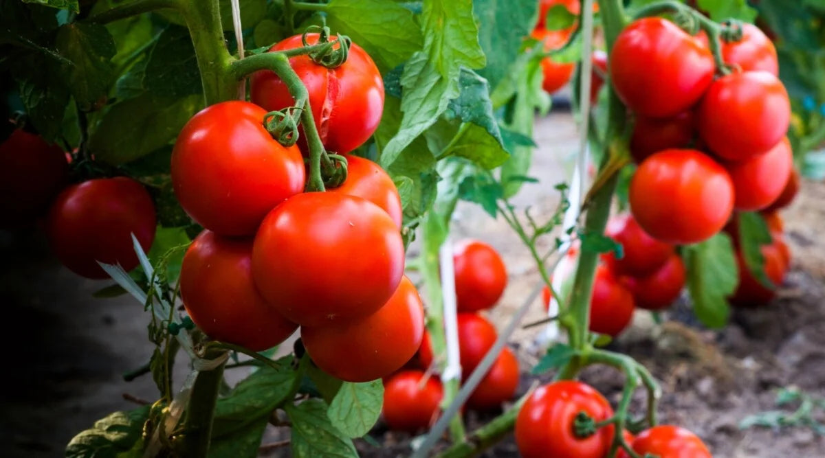 Disease Resistant Tomato For Sale – Heirloom, Non-GMO, High Germination Organic Garden Seeds