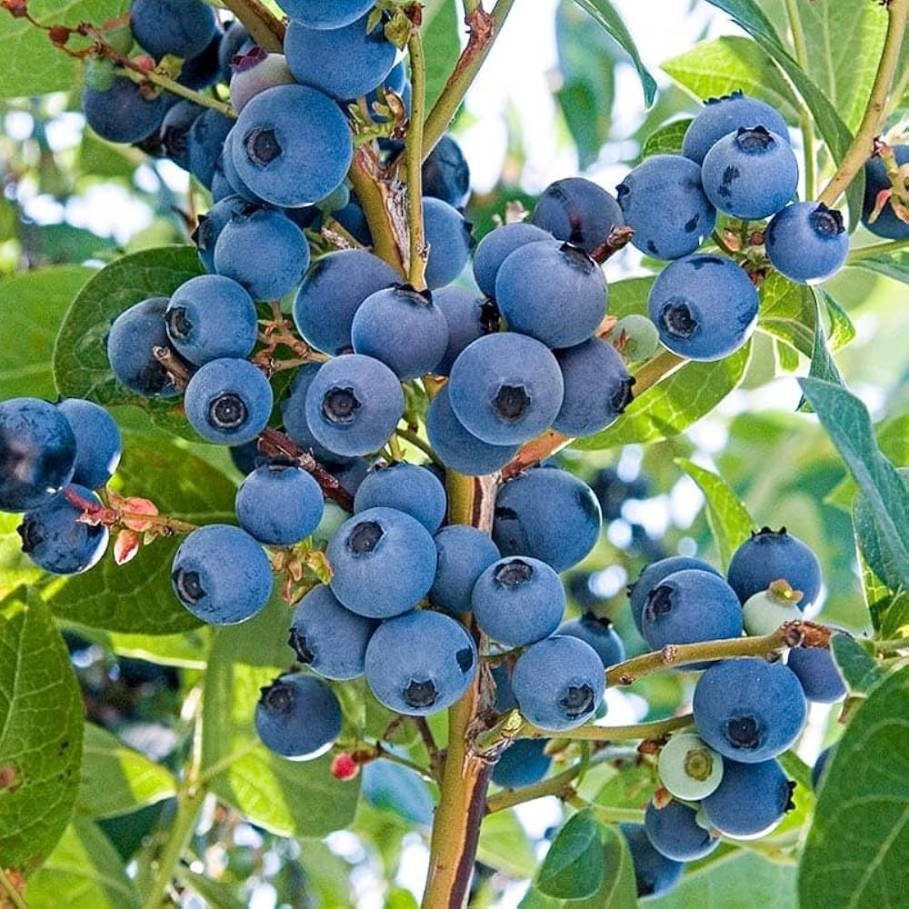 Fresh, sweet blueberries on a highbush plant in a successful berry patch harvest.