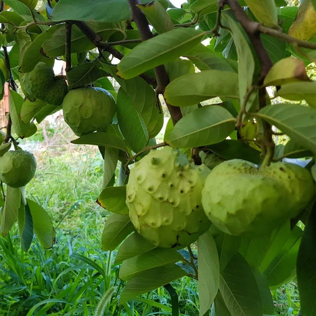 Close-up of ripe Cherimoya fruit, green knobby skin, most delicious fruit known to man.