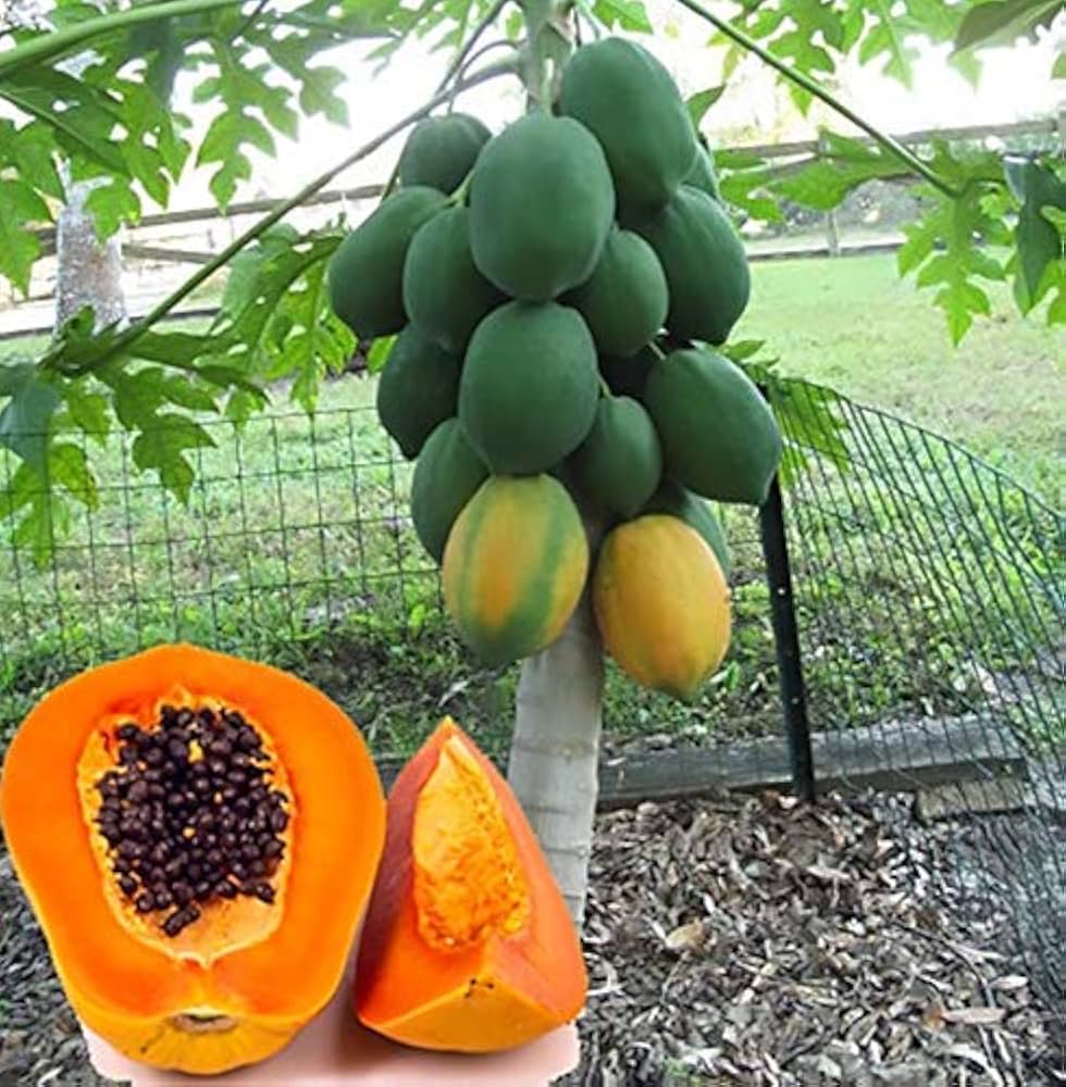 Homegrown Sweet Papaya Fruit, Fresh Tropical Fruit Harvest