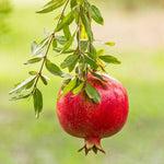 Close-up of a vibrant ripe pomegranate fruit, showcasing delicious red arils.