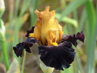 Rise Like A Phoenix Tall Bearded Iris