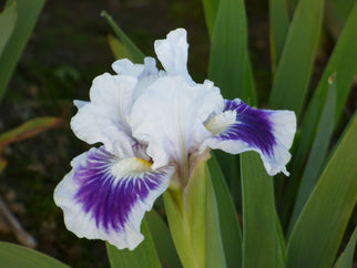 Riveting Dwarf Iris