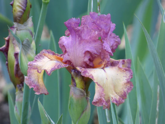 Rock Star Tall Bearded Iris