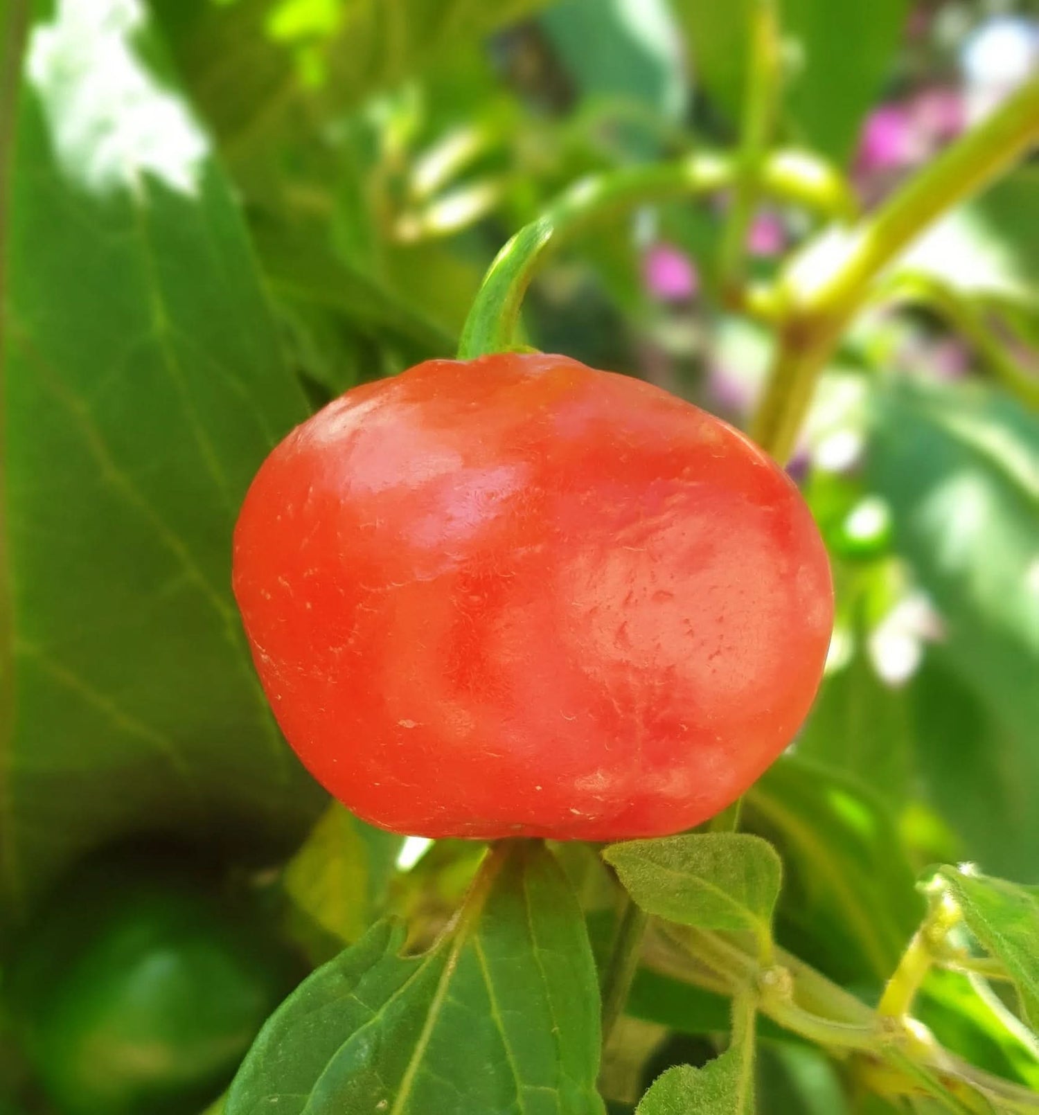 Rocoto Red Manzano Capsicum pubescens seeds for spicy garden planting