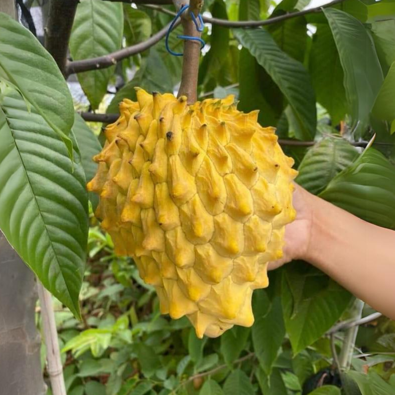 Biriba Fruit Seeds (Rollinia mucosa)