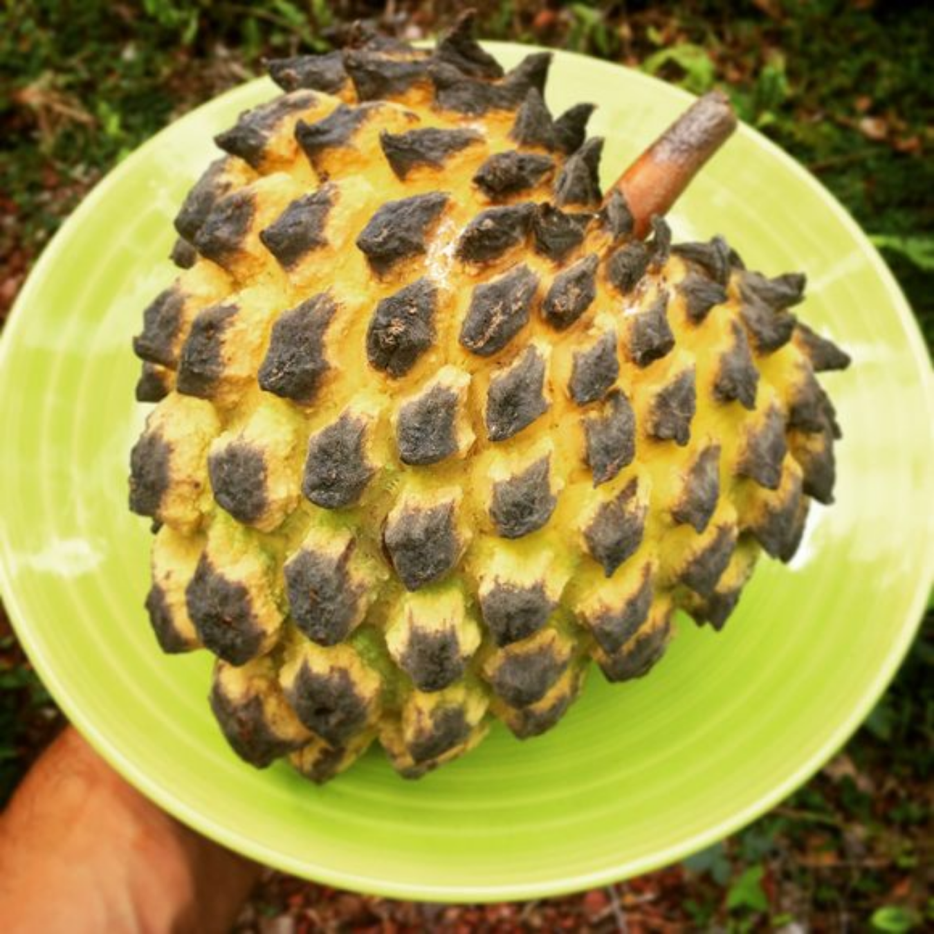 Biriba Fruit Seeds (Rollinia mucosa)