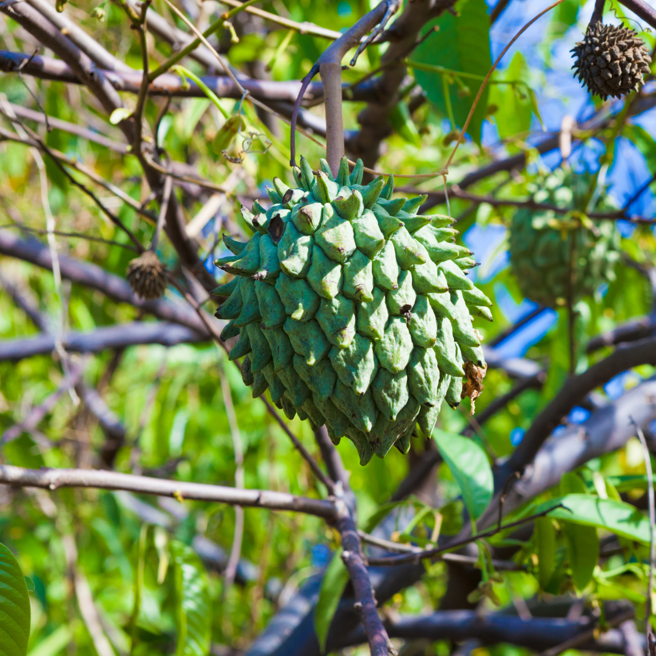 Biriba Fruit Seeds (Rollinia mucosa)