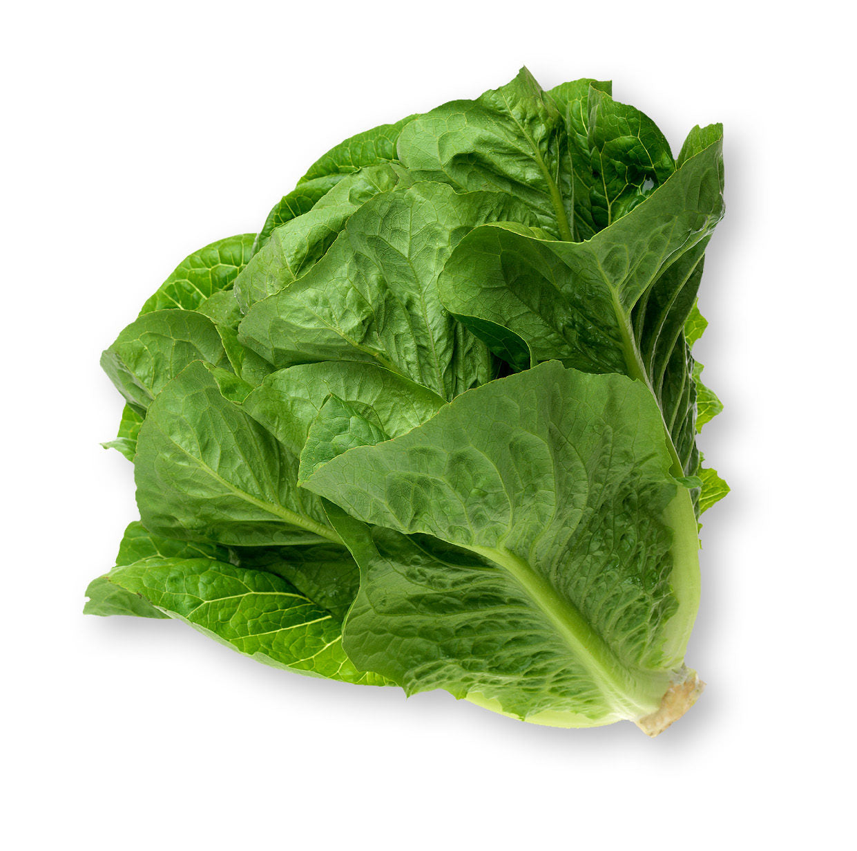 Parris Island Cos Romaine Lettuce Seeds