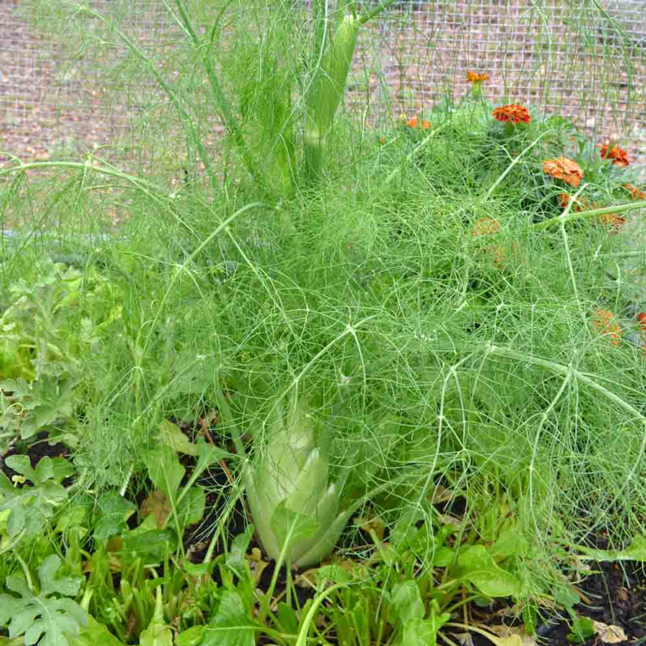 Fennel Seeds