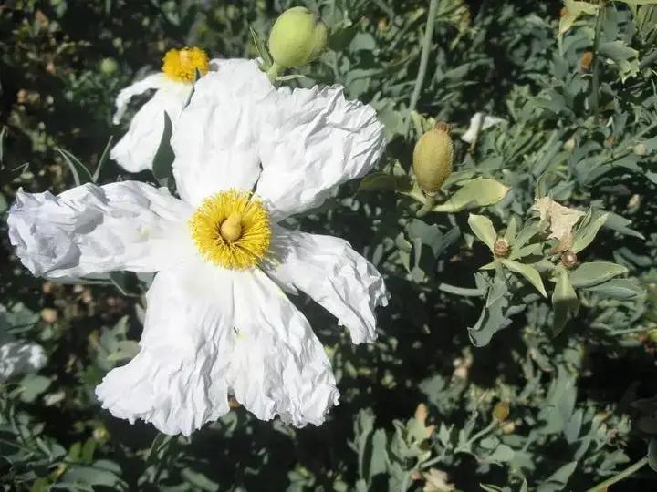 matilija-poppy-heirloom-non-gmo-flower-seeds

