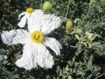 matilija-poppy-heirloom-non-gmo-flower-seeds


