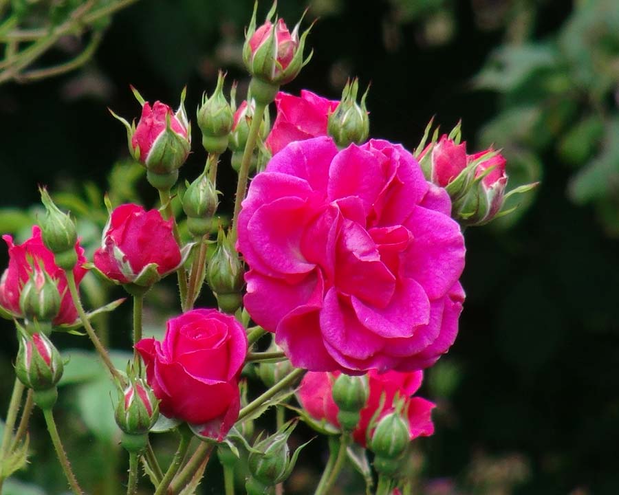 Rose Rosa Hybrida Chinese Mix Flower Seeds for Planting