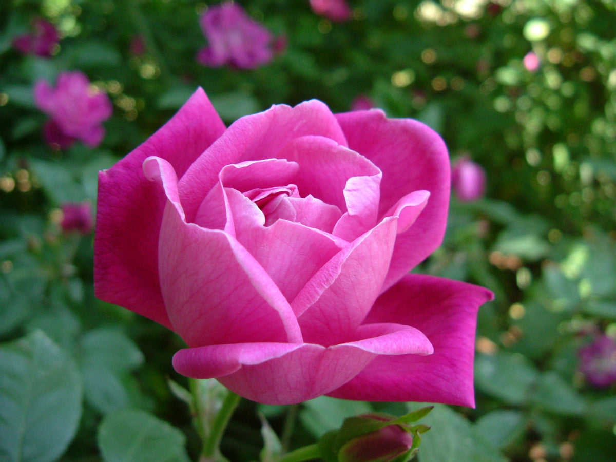 Chinese Rose Rosa Chinensis Flower Seeds for Planting in Home Garden and Decorative Borders