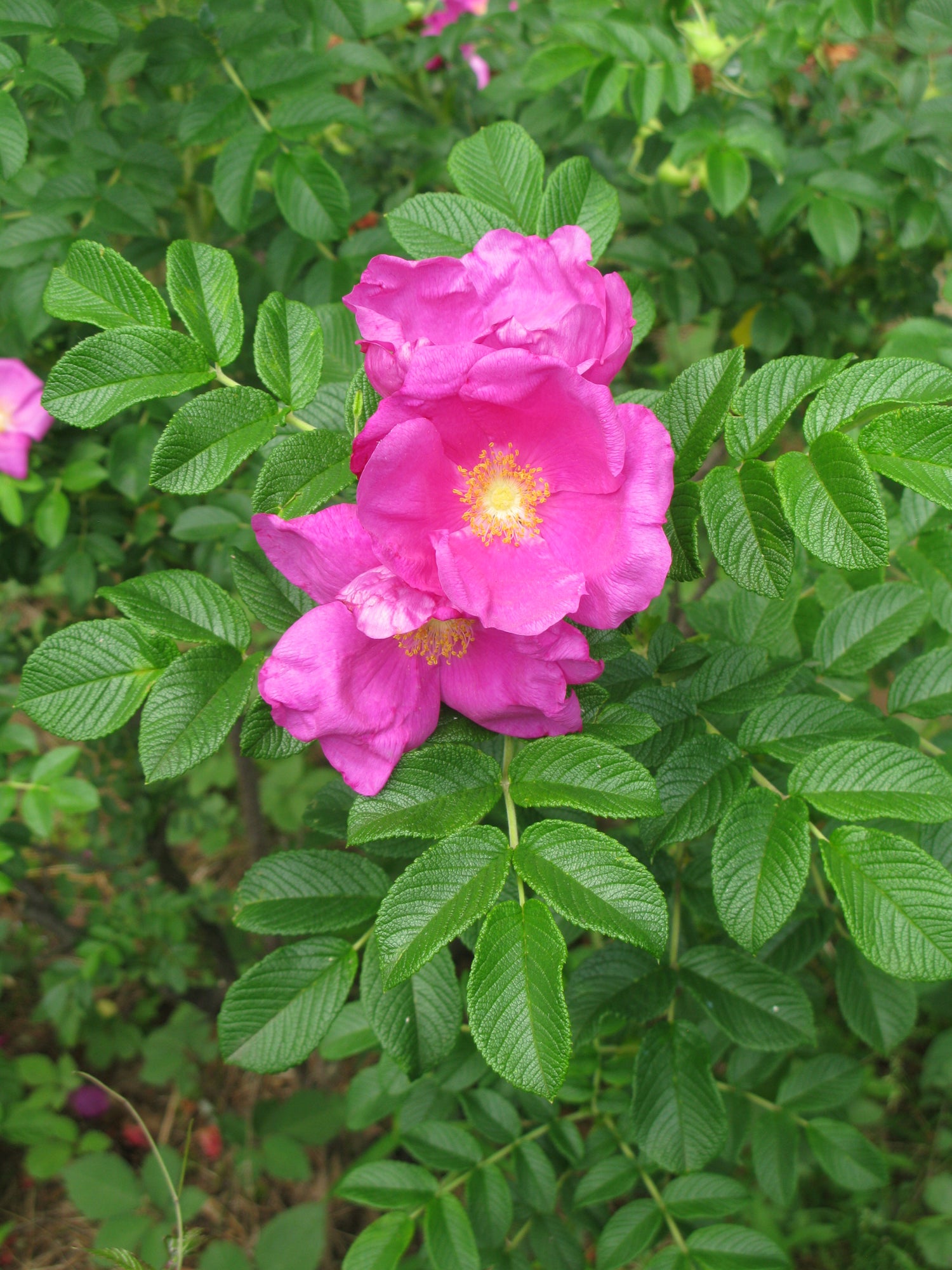 Rose Rosa Hybrida Holland Luminous Flower Seeds for Planting