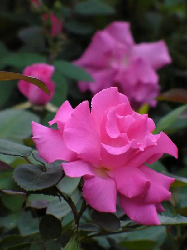 Dhara Seeds Zephirine Drouhin Rose Plant Seeds - Thumbnail 2