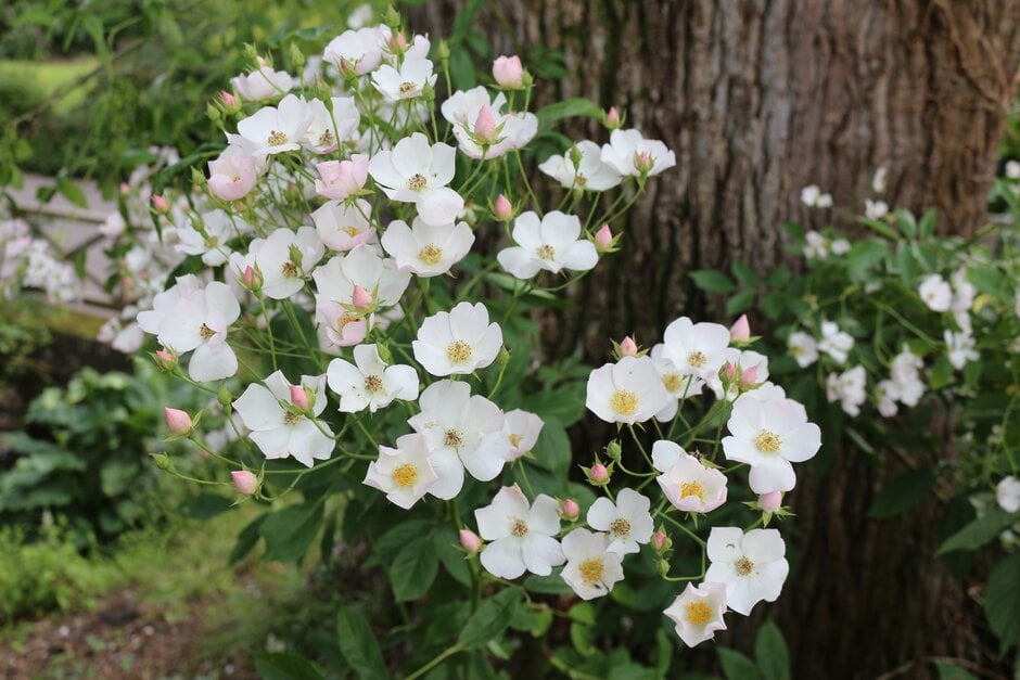 Himalayan Musk Rose Rosa brunonii Seeds for Planting in Garden & Flower Bedhttps://www.rhs.org.uk/plants/16014/rosa-brunonii-%28ra%29/details