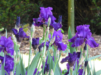 Rosalie Figge Tall Bearded Iris