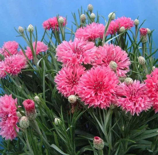 Rose Colored Annual Herb Flower Centaurea Cyanus Flower heirloom non-gmo organic garden seeds